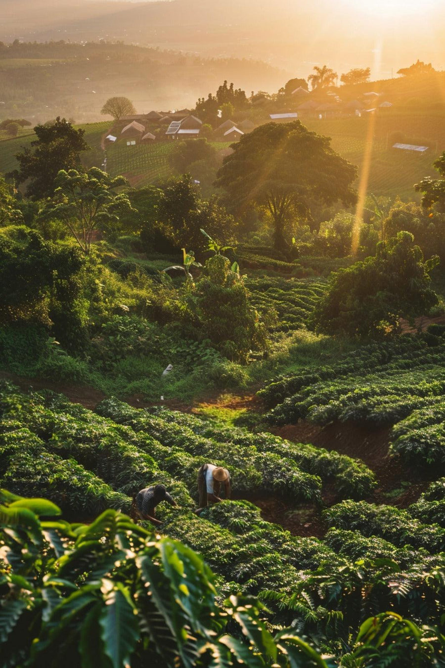 Ce înseamnă sustenabilitatea în lumea cafelei: de la fermă la ceașcă - Samsara Coffee Roastery