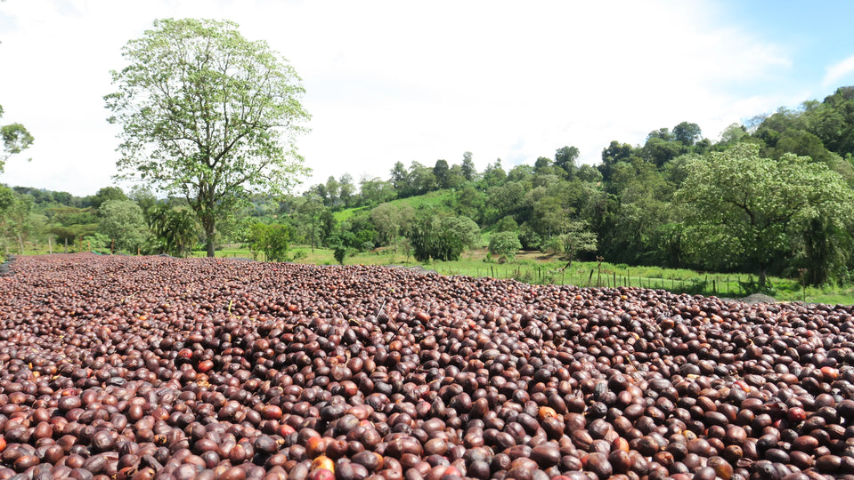 cirese de cafea de la ferma guji din etiopia