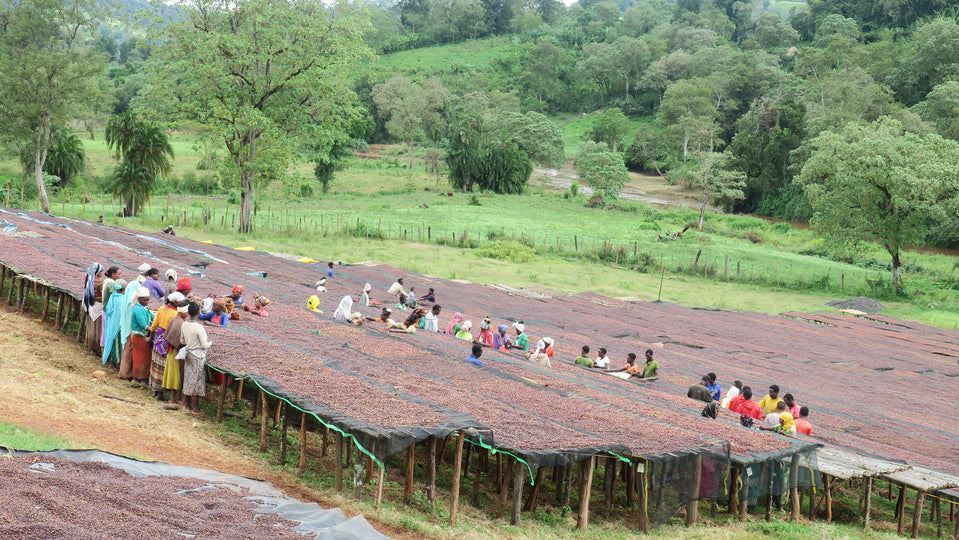 paturi de uscare cafea in etiopia yirgacheffe