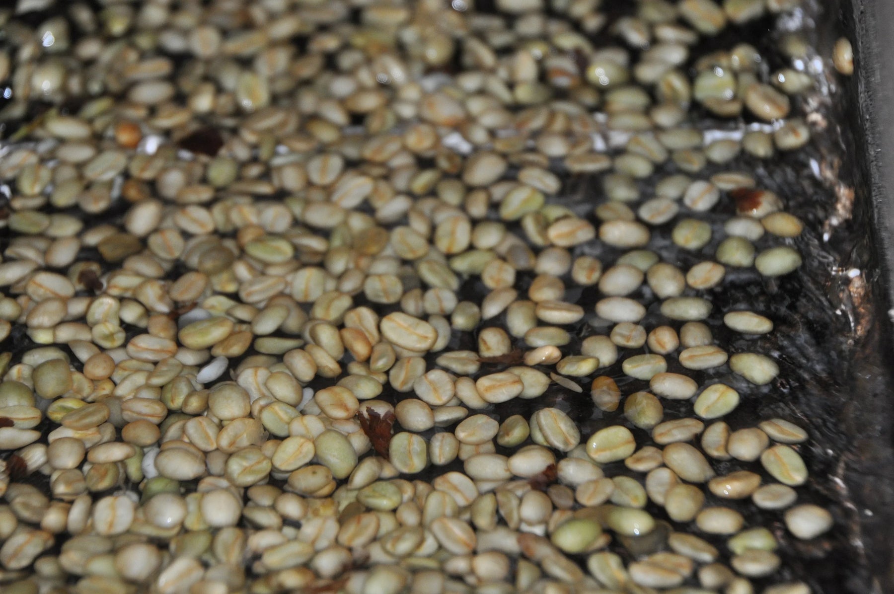 procesare spalata a cafelei