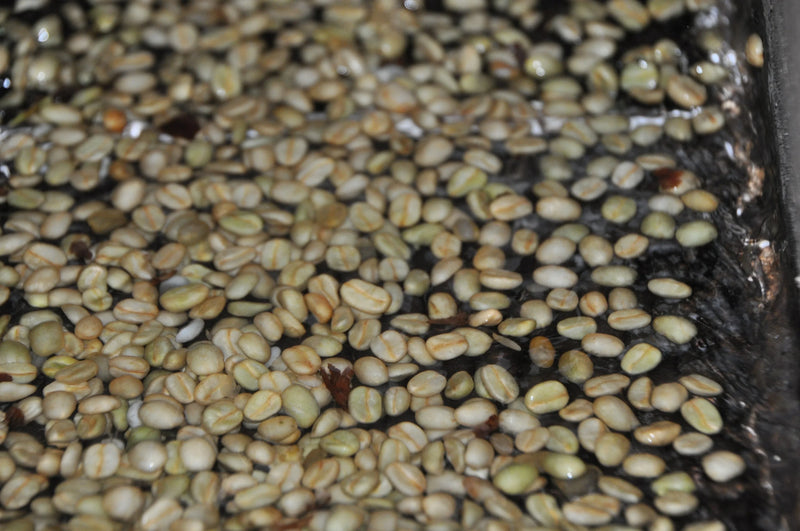 procesare spalata a cafelei