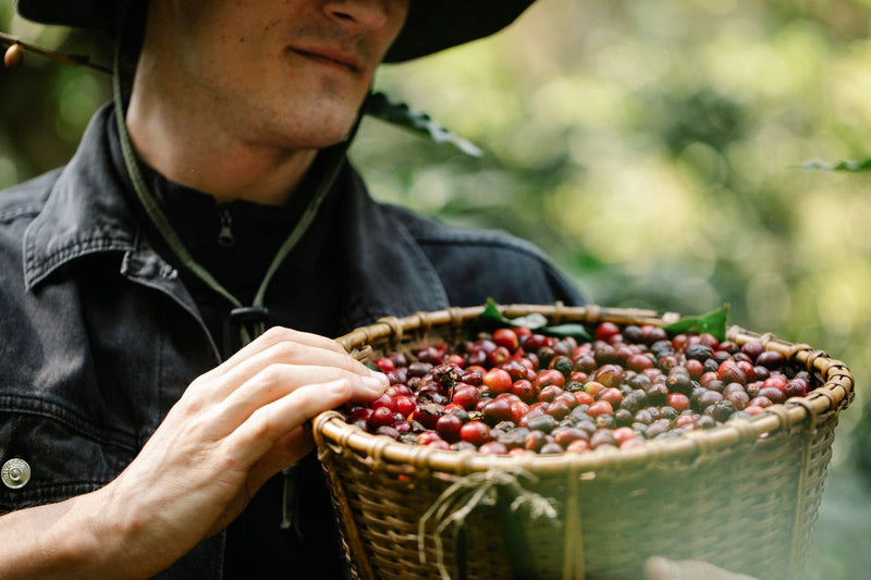 Fermier culegând manual cireșe roșii de cafea coapte pe o fermă de microlot