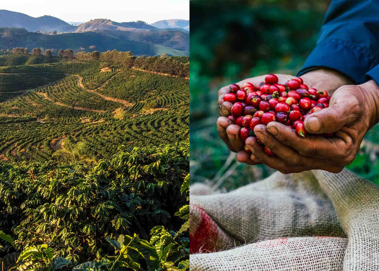 peisaj ferma si cireasa de cafea