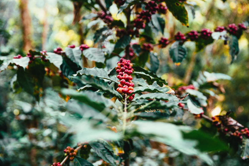 o planta de cafea cu cirese
